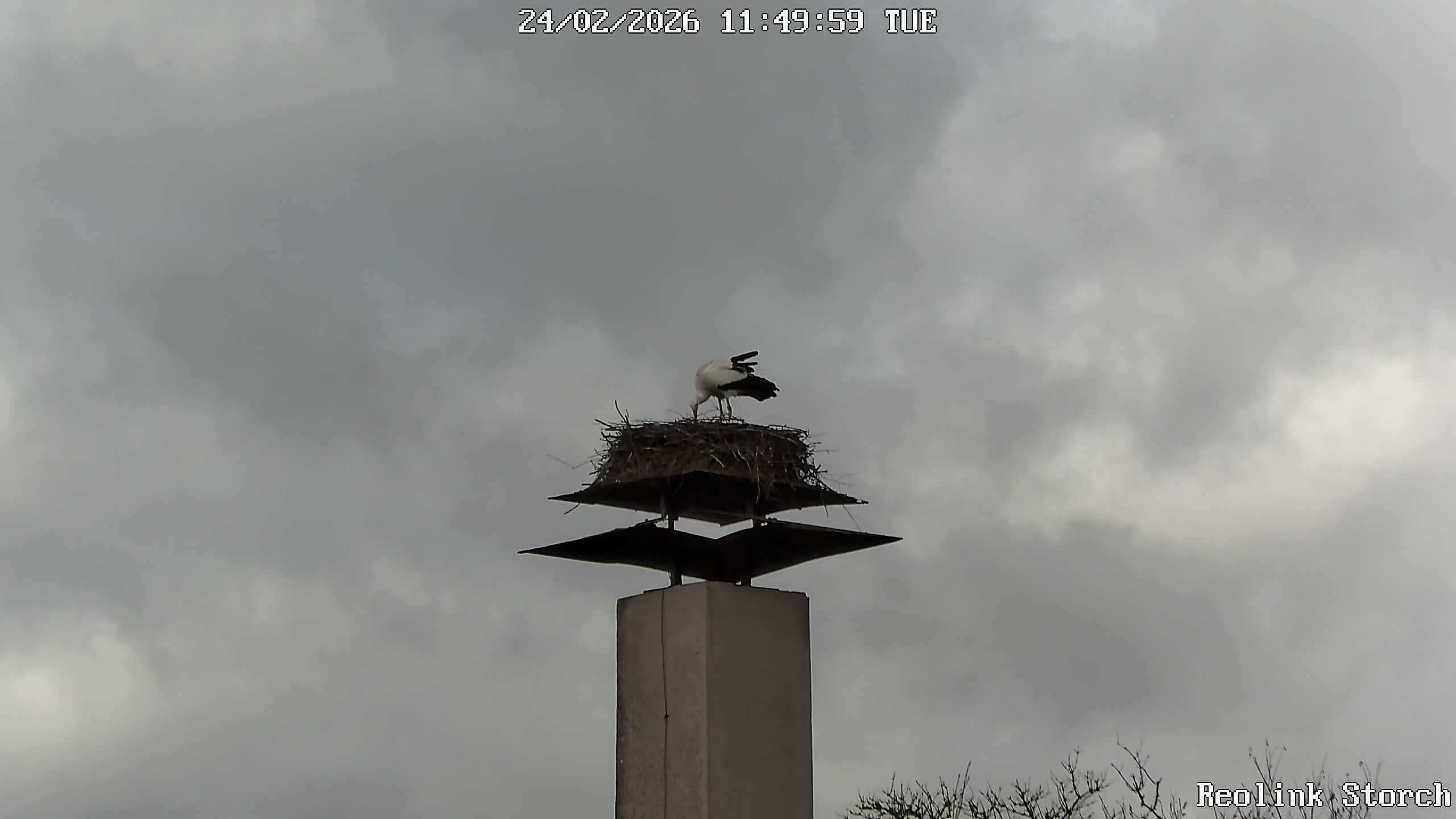 Storchencam Bild